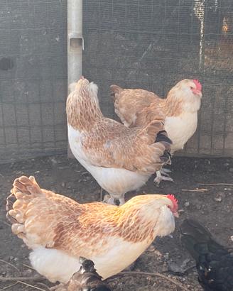 Galline Faverolles giovani
