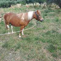 Pony Castrone