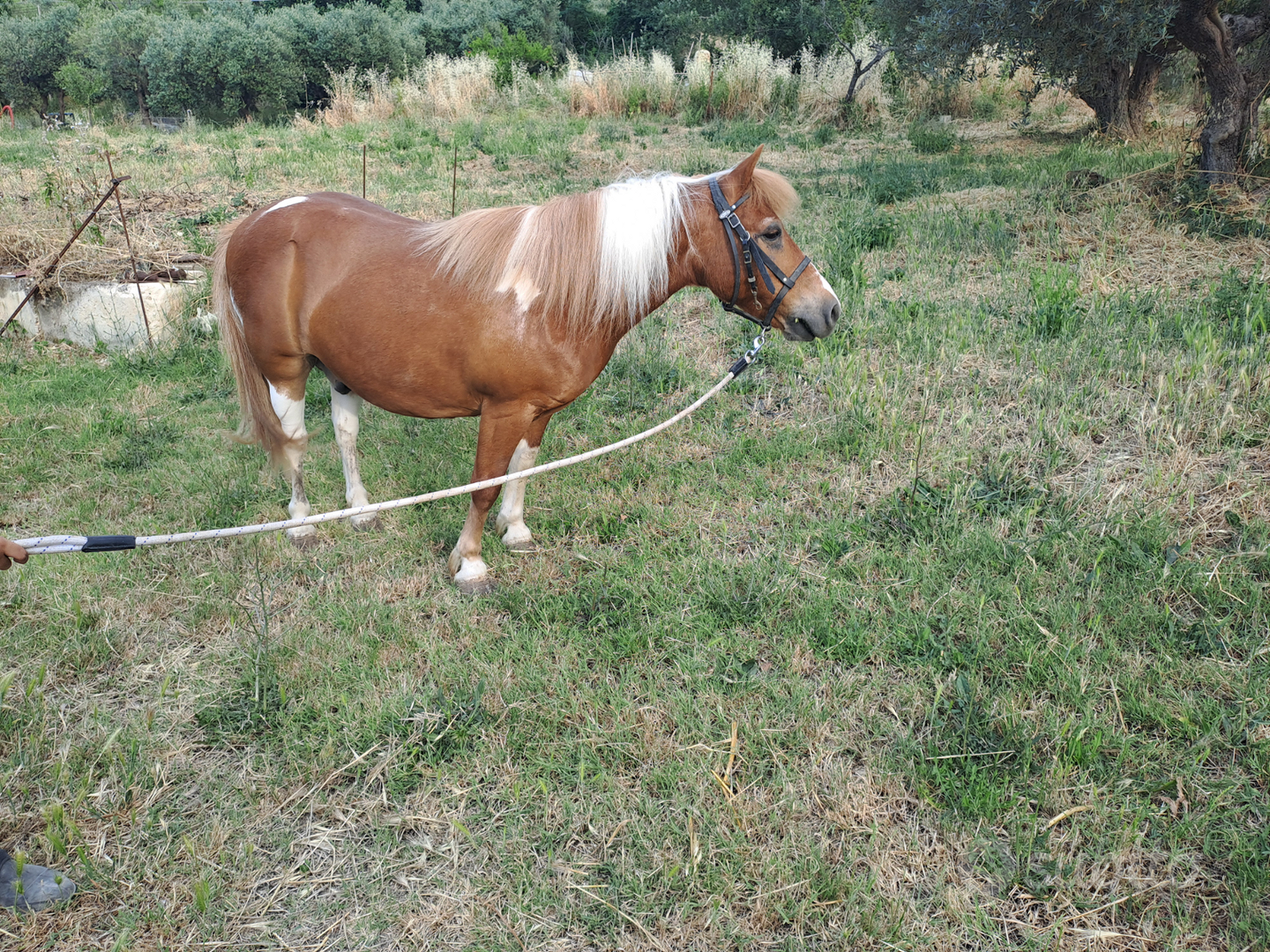 Pony Castrone - Animali In vendita a Pescara