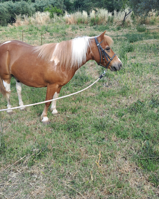 Pony Castrone