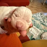 Cuccioli dogo argentino