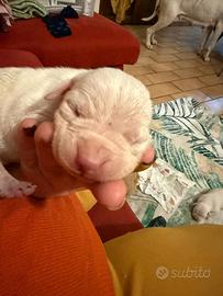 Cuccioli dogo argentino