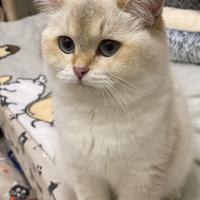 British Shorthair per accoppiamento