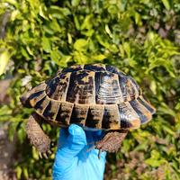 Testudo graeca tartaruga testudo greca