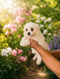 Maltese toy