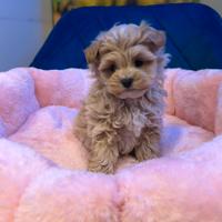 Maltipoo minitoy