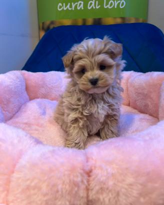 Maltipoo minitoy
