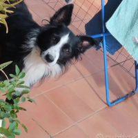 Border Collie