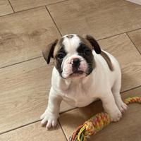 Bulldog