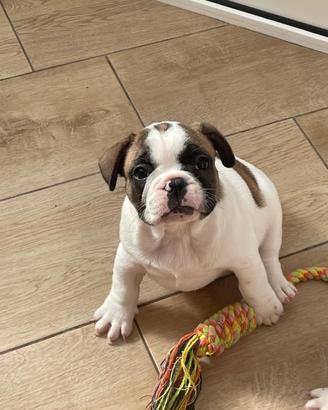 Bulldog