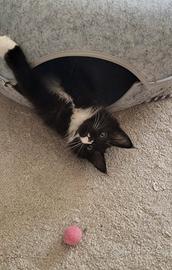 Gattina Maine coon