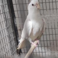 Albina femmina e altre