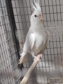 Albina femmina e altre