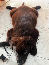Cane Meticcio