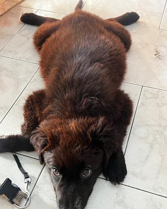 Cane Meticcio