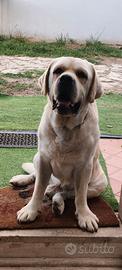 Labrador maschio 5 anni 45 kg da vedere