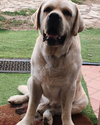 Labrador maschio 5 anni 45 kg da vedere