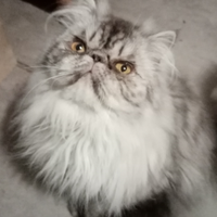 Cuccioloni gatti Persiani pura razza