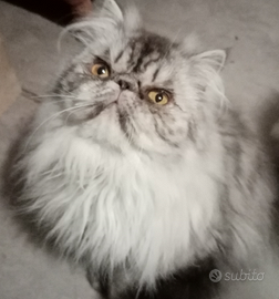 Cuccioloni gatti Persiani pura razza