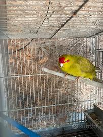 Kakariki