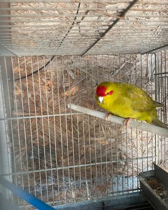 Kakariki