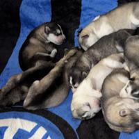 Cuccioli Alaskan Malamuthe