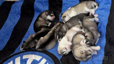 Cuccioli Alaskan Malamuthe