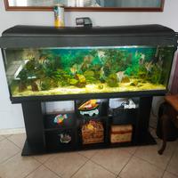 Acquario 300 Litri + Accessori e Pesci