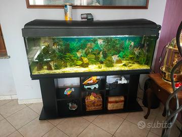 Acquario 300 Litri + Accessori e Pesci