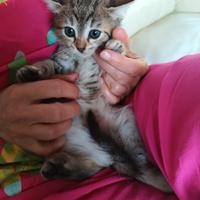 Gattini 2,5 mesi, colori particolari