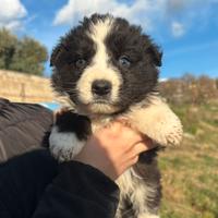 Cuccioli di border collie