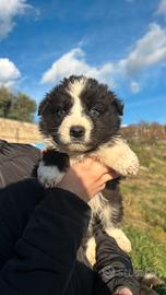 Cuccioli di border collie