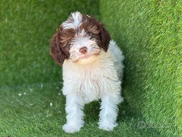 Lagotto romagnolo