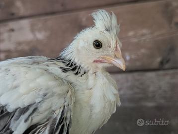 Trio di galline nane