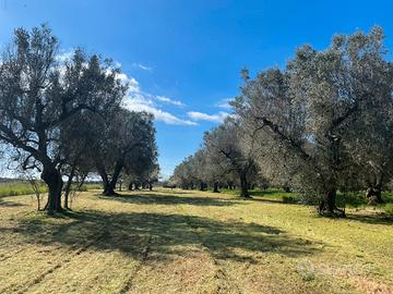 2 terreni uliveto vigneto
