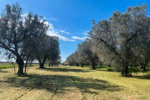2 terreni uliveto vigneto