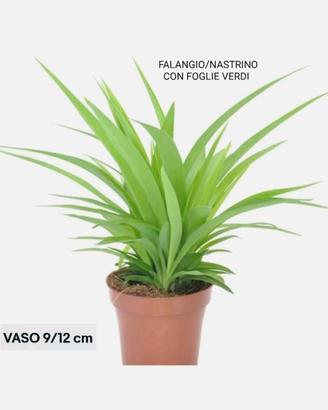 Falangio: Vera Pianta Ragno che Depura l'Aria