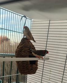 Diamante mandarino coppia