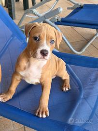 American Pitbull Terrier UKC
