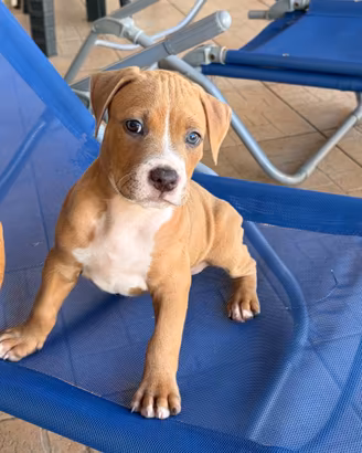 American Pitbull Terrier UKC