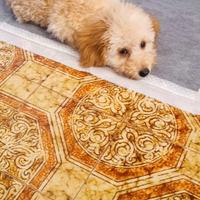 Cucciolo di maltipoo