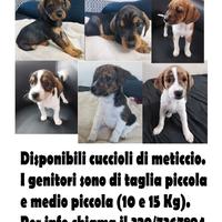 Cuccioli di cane meticcio