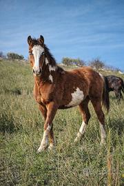 Puledre Paint con documenti di razza