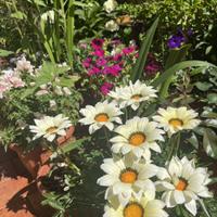 Piante grasso e fiori
