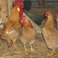 Galline morozzo e bionde piemontese