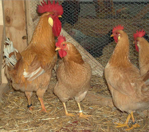 Galline morozzo e bionde piemontese