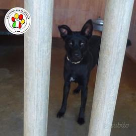 VEGA cucciolona tutta nera