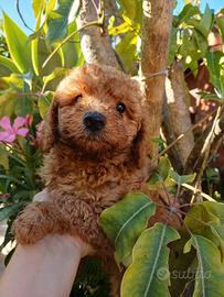 Cucciola barboncina nana