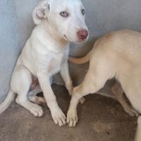 4 teneri cuccioli derivati labrador in adozione