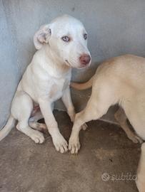 4 teneri cuccioli derivati labrador in adozione